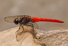 Onychothemis coccinea