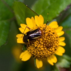 Horciasinus signoreti