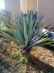 Agave