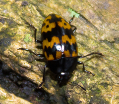 Iphiclus abdominalis