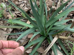 Eryngium yuccifolium