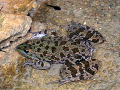Pelophylax ridibundus