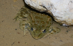 Pelophylax ridibundus