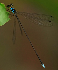 Coeliccia nigrohamata
