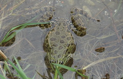 Pelophylax ridibundus