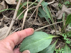 Arnoglossum