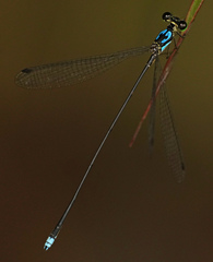 Coeliccia nigrohamata