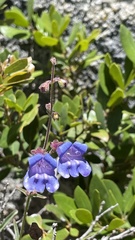 Penstemon laetus