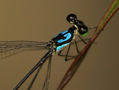 Coeliccia nigrohamata