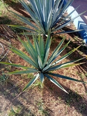 Agave
