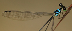 Coeliccia nigrohamata
