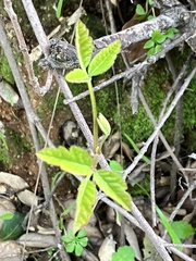 Toxicodendron diversilobum