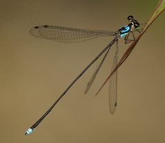 Coeliccia nigrohamata