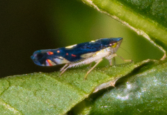 Diedrocephala variegata