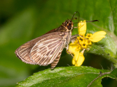 Callimormus interpunctata