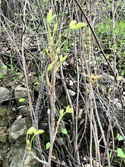 Toxicodendron diversilobum