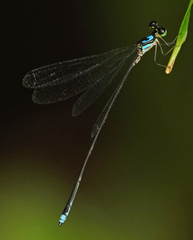 Coeliccia nigrohamata