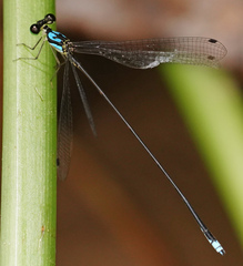 Coeliccia nigrohamata