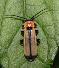 Discodon cinctum