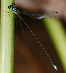 Coeliccia nigrohamata