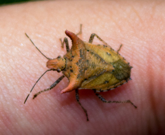 Euschistus cornutus