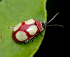 Oedionychina