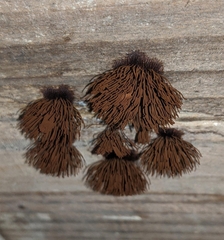 Stemonitis