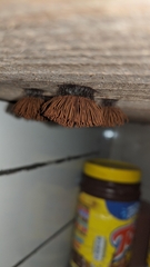 Stemonitis