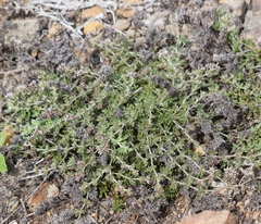 Image of Polycarpaea divaricata