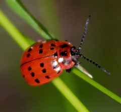 Alagoasa vigintiseptemmaculata