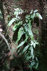 Arthropteris tenella