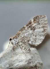 Stamnodes gibbicostata