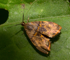 Rhobonda gaurisana