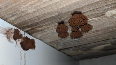 Stemonitis