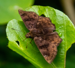 Nisoniades macarius