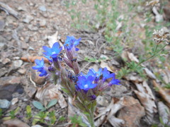 Anchusa azurea