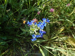 Anchusa azurea