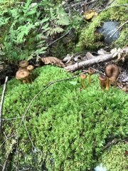 Craterellus tubaeformis