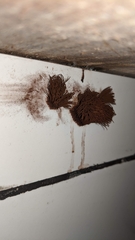Stemonitis