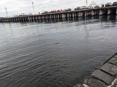 Hydromys chrysogaster