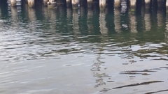 Hydromys chrysogaster