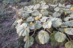 Ibicella lutea