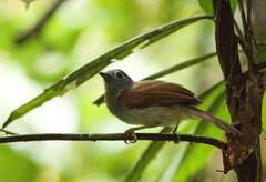 Cyanoderma erythropterum