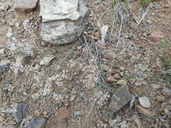 Asperula aristata