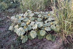 Ibicella lutea