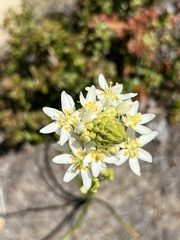 Toxicoscordion fremontii