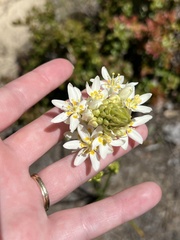 Toxicoscordion fremontii