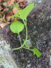 Sairocarpus nuttallianus