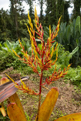 Aechmea blanchetiana