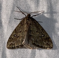 Paleacrita merriccata